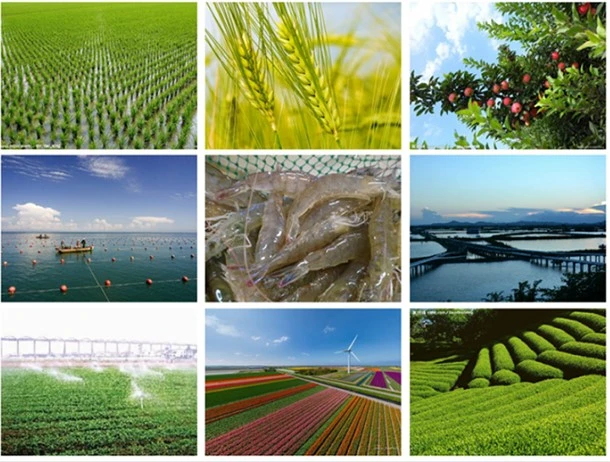 product-553-395 tea saponin